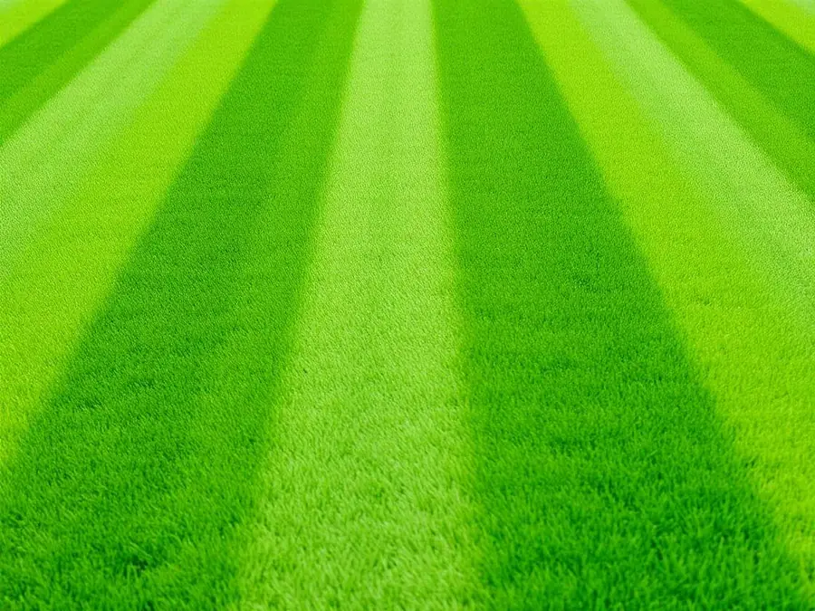 Lawn & Grass